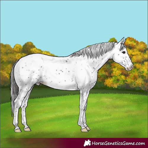 Horse Color:Smoky Black Sabino Appaloosa 