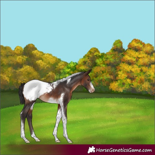 Horse Color:Brown Tobiano Frame Appaloosa Rabicano 