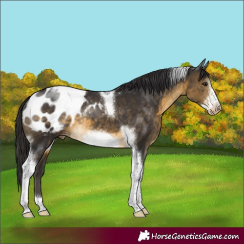 Horse Color:Buckskin Sabino Tobiano Frame Appaloosa Rabicano