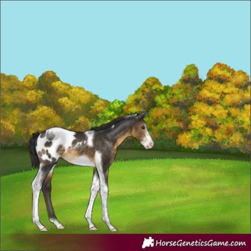 Horse Color:Buckskin Sabino Tobiano Frame Appaloosa Rabicano 
