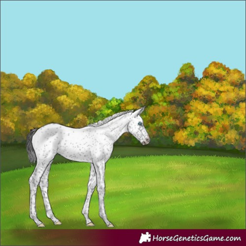 Horse Color:Smoky Black Sabino Frame 