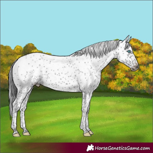 Horse Color:Smoky Black Sabino Frame