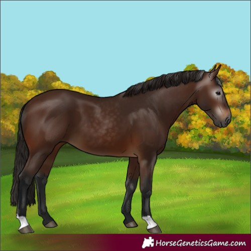 Horse Color:Gray Bay 