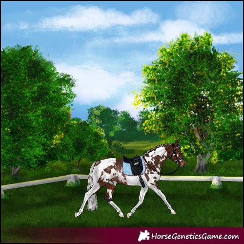 Horse Color:Gray White Spotted Silver Bay Tobiano Varnish Rabicano