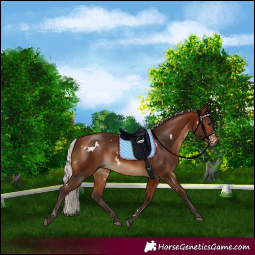 Horse Color:Gray White Spotted Silver Bay 
