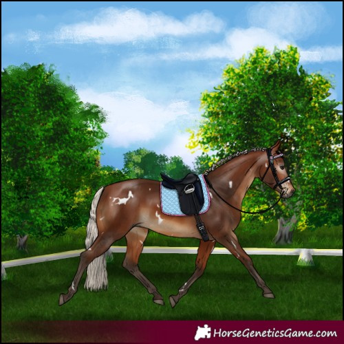 Horse Color:Gray White Spotted Silver Bay