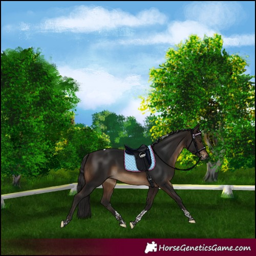 Horse Color:Gray Bay Tobiano 