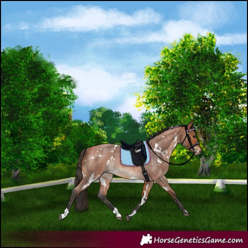 Horse Color:White Spotted Bay Roan Rabicano 