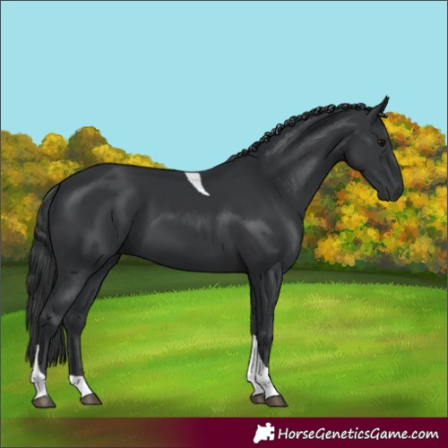 Horse Color:Black Tobiano Rabicano