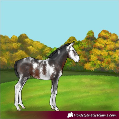 Horse Color:Brown Sabino 