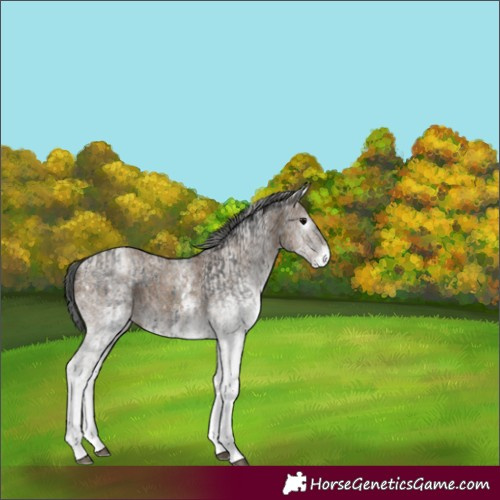 Horse Color:Gray White Spotted Black  and Gray White Spotted Classic Champagne 