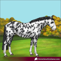 Horse Color:Black Appaloosa 
