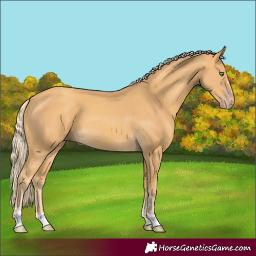 Horse Color:Gold Cream Champagne