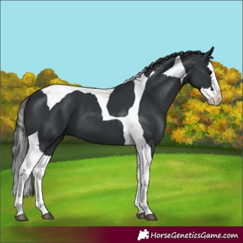 Horse Color:Black Splash Tobiano 
