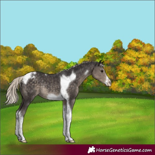 Horse Color:Silver Smoky Black Tobiano Frame Appaloosa Rabicano 