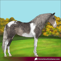 Horse Color:Silver Smoky Black Tobiano Frame Appaloosa Rabicano 