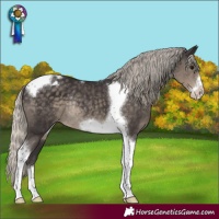 Horse Color:Silver Smoky Black Tobiano Frame Varnish Rabicano 