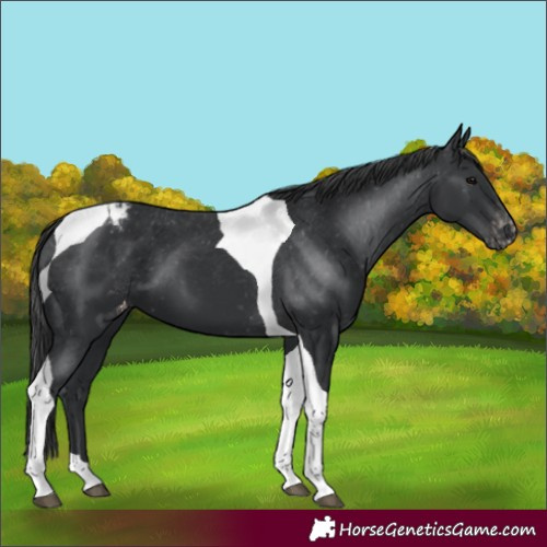 Horse Color:Black Tobiano Appaloosa