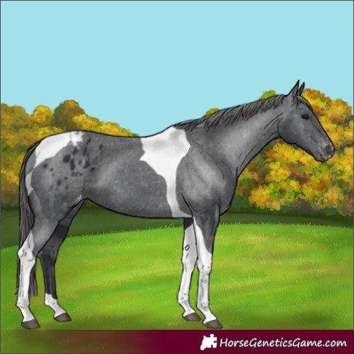 Horse Color:Black Tobiano Appaloosa 