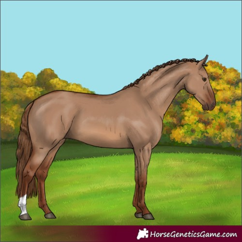 Horse Color:Red Dun 