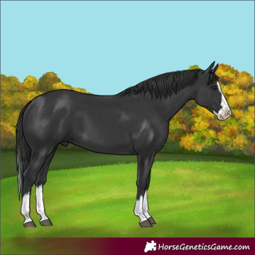 Horse Color:Black Splash 