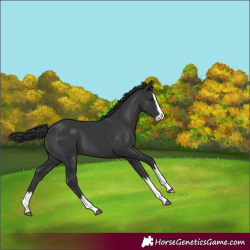 Horse Color:Black Splash 
