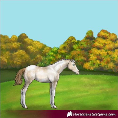 Horse Color:White Spotted Buckskin Pearl Tobiano Frame Rabicano 
