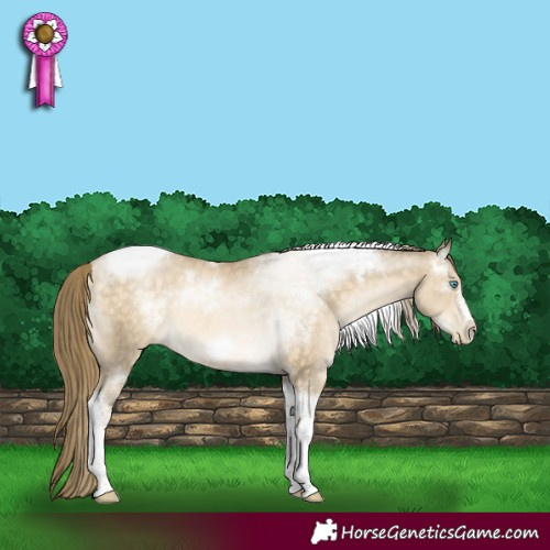 Horse Color:White Spotted Buckskin Pearl Tobiano Frame Rabicano 