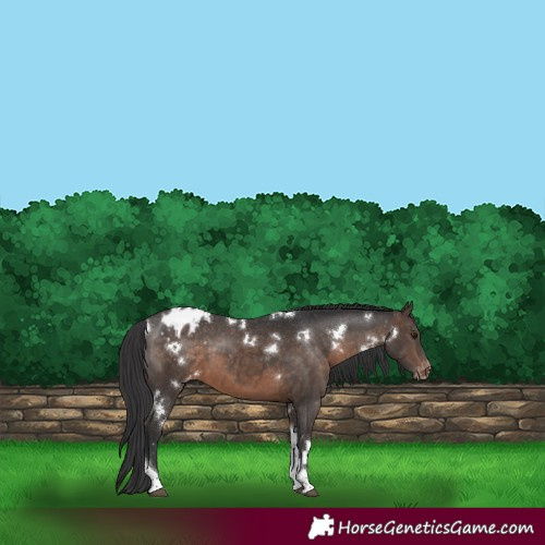 Horse Color:White Spotted Brown Tobiano Varnish Rabicano 