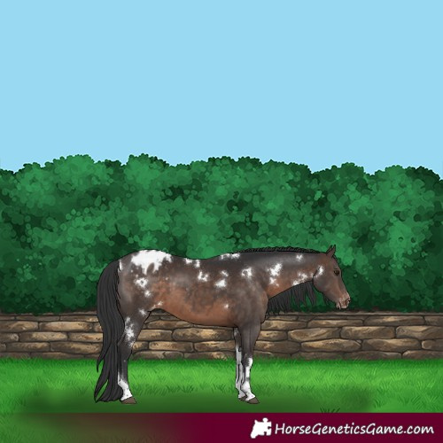 Horse Color:White Spotted Brown Tobiano Appaloosa Rabicano