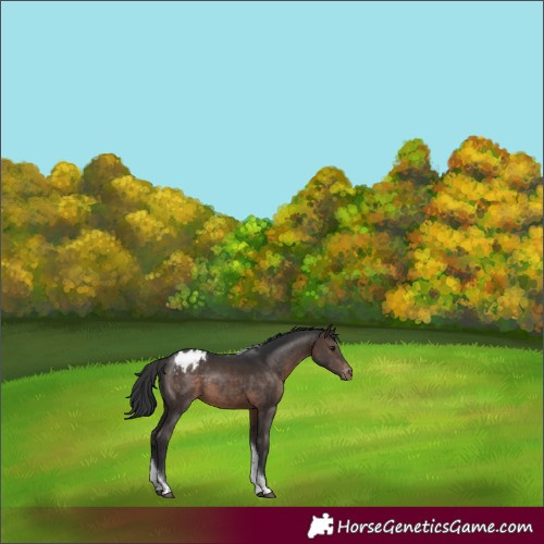 Horse Color:White Spotted Brown Tobiano Appaloosa Rabicano 