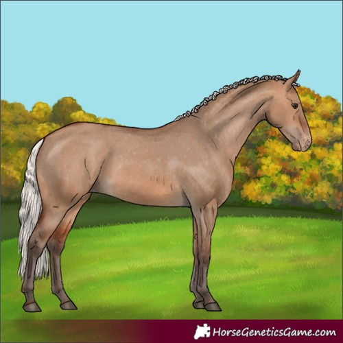 Horse Color:Unknown 