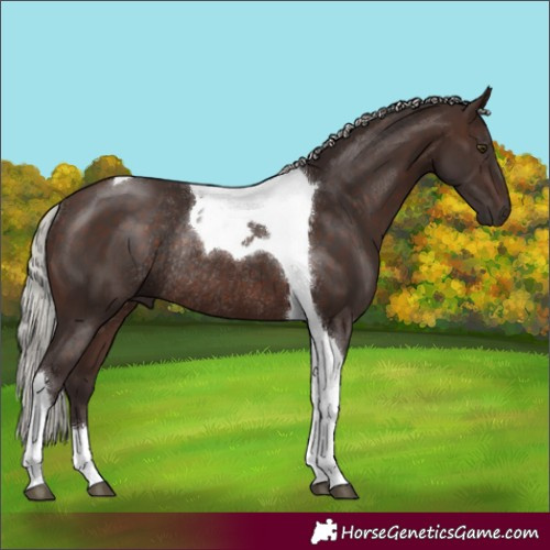 Horse Color:Silver Brown Tobiano Rabicano 