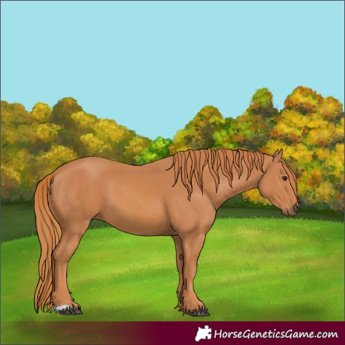 Horse Color:Chestnut 