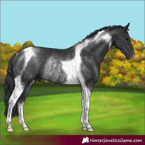 Horse Color:Black Tobiano Rabicano