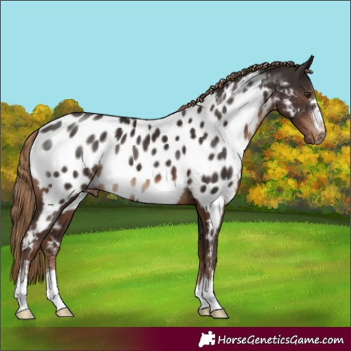 Horse Color:Liver Chestnut Appaloosa