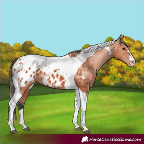 Horse Color:Bay Tobiano Appaloosa 