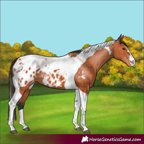 Horse Color:Bay Tobiano Appaloosa 