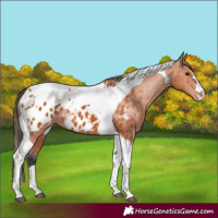 Horse Color:Bay Tobiano Near Leopard 