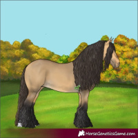 Horse Color:Buckskin Dun