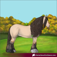 Horse Color:Unknown 