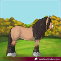 Horse Color:Unknown 