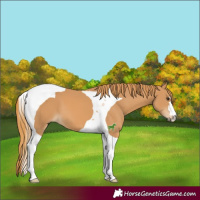 Horse Color:Chestnut Tobiano