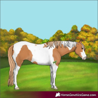 Horse Color:Chestnut Tobiano