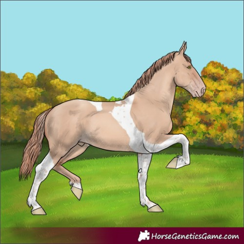 Horse Color:Gold Champagne Dun Tobiano