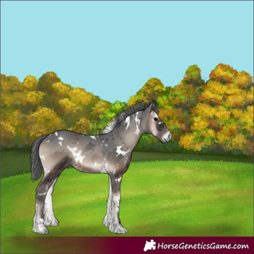 Horse Color:White Spotted Blue Onyx Merle Rabicano 