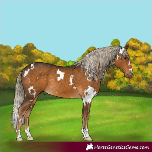 Horse Color:White Spotted Chocolate Palomino Rabicano