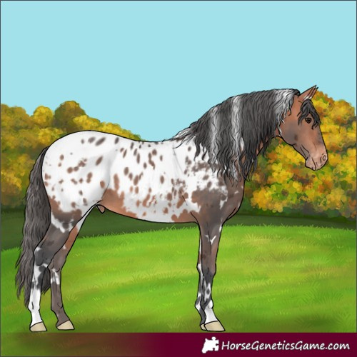 Horse Color:White Spotted Bay Merle Appaloosa