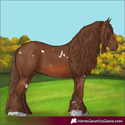 Horse Color:White Spotted Chestnut