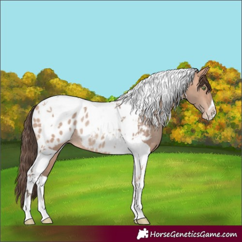 Horse Color:Amber Champagne Tobiano Appaloosa Rabicano